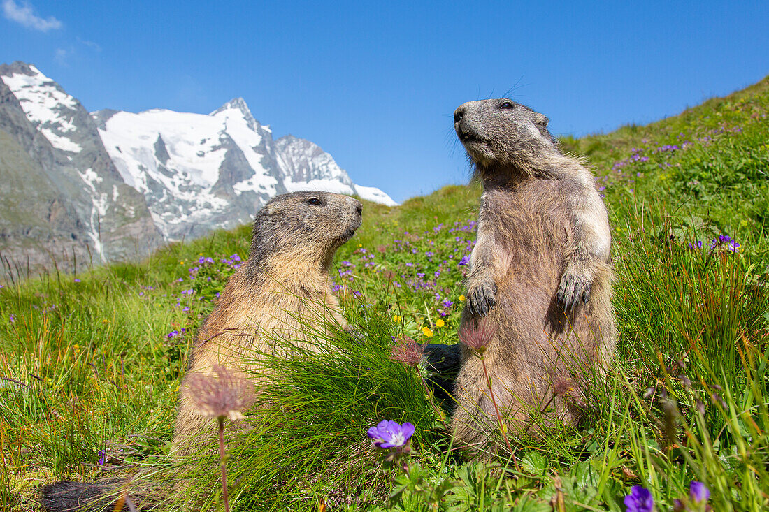 Murmeltier, Marmota marmota, zwei Alttiere in den Alpen, Nationalpark Hohe Tauern, Österreich