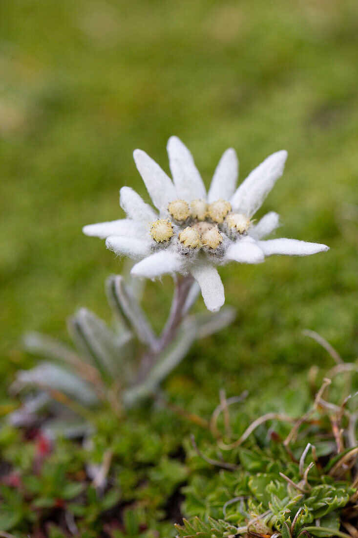 Alpen-Edelweiss, (Leontopodium nivale), blühend, Nationalpark Hohe Tauern, Kärnten, Österreich