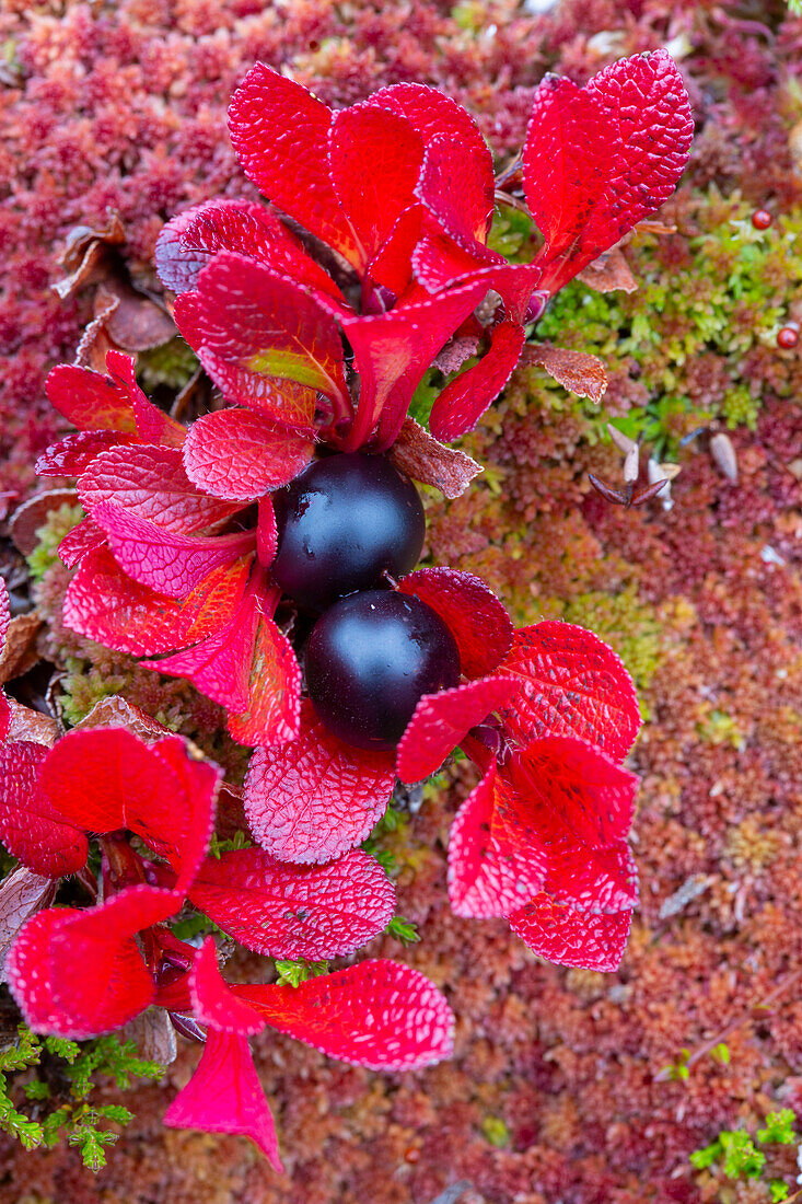  Alpine Bearberry, Arctostaphylos alpina, plant in autumn color, Lapland, Sweden 