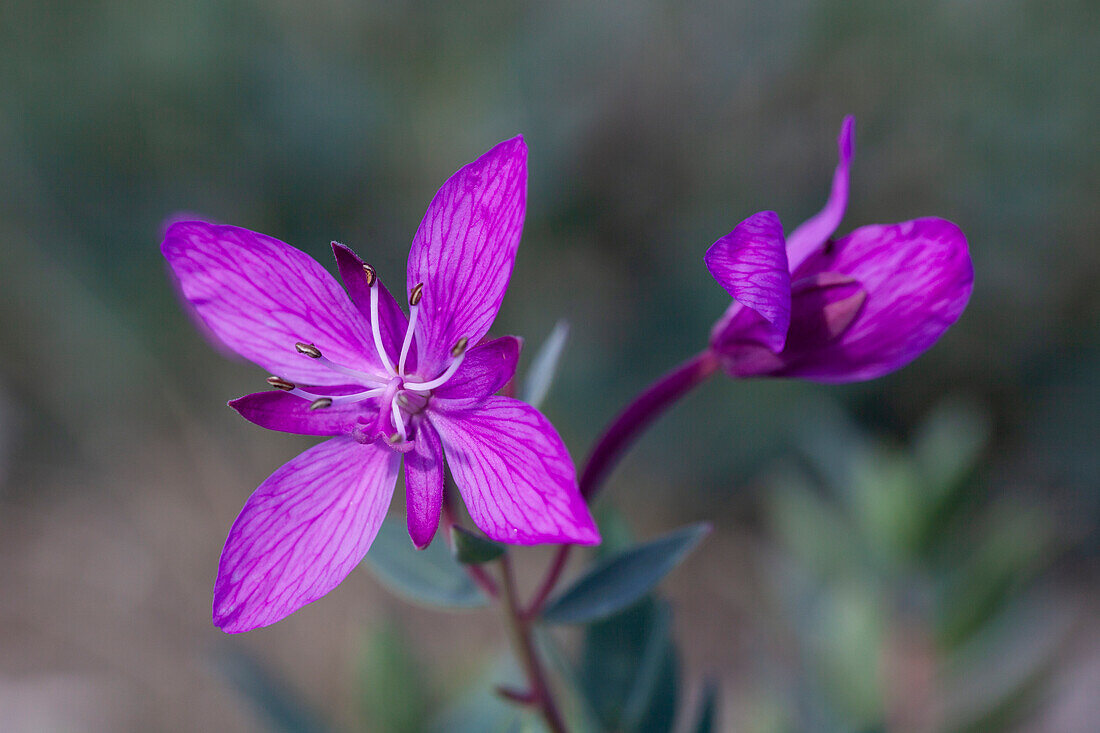  Arctic willowherb, Chamaenerion latifolium, flower, West-Groenland, Groenland 