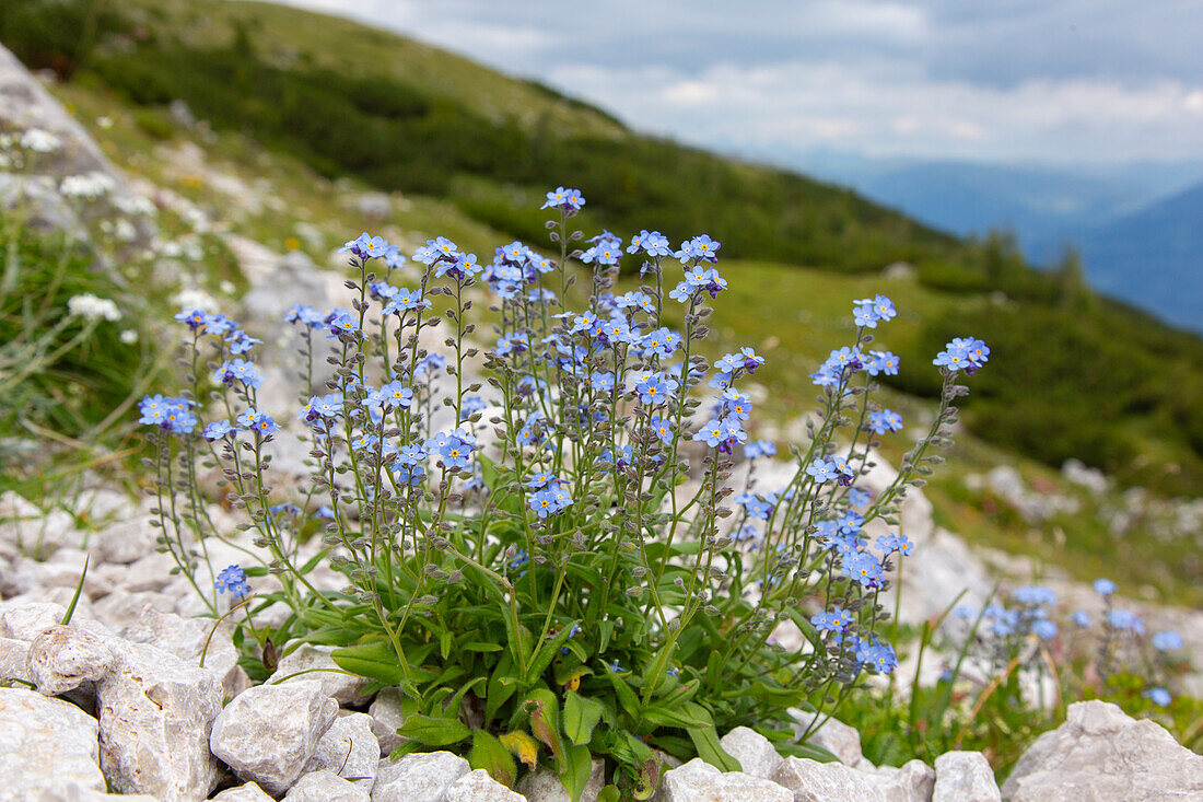  Alpine Forget-me-not, Myosotis alpestris, blooming, Hohe Tauern National Park, Carinthia, Austria 