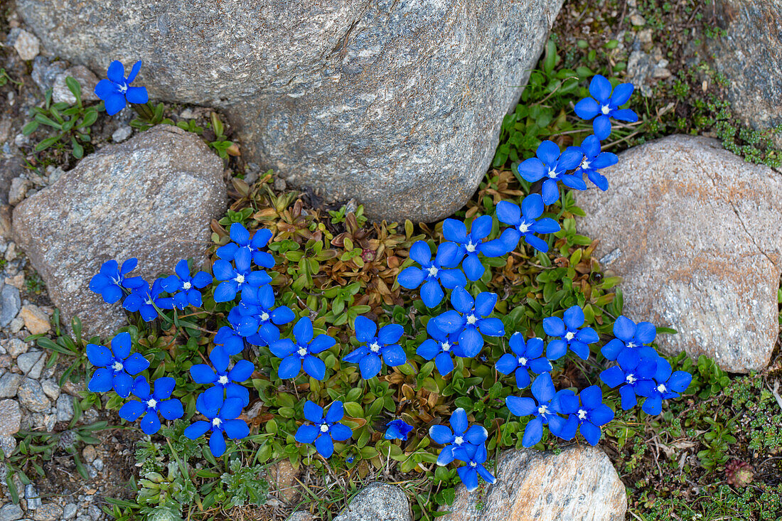  Bavarian Gentian, Gentiana bavarica, blooming, Hohe Tauern National Park, Carinthia, Austria 