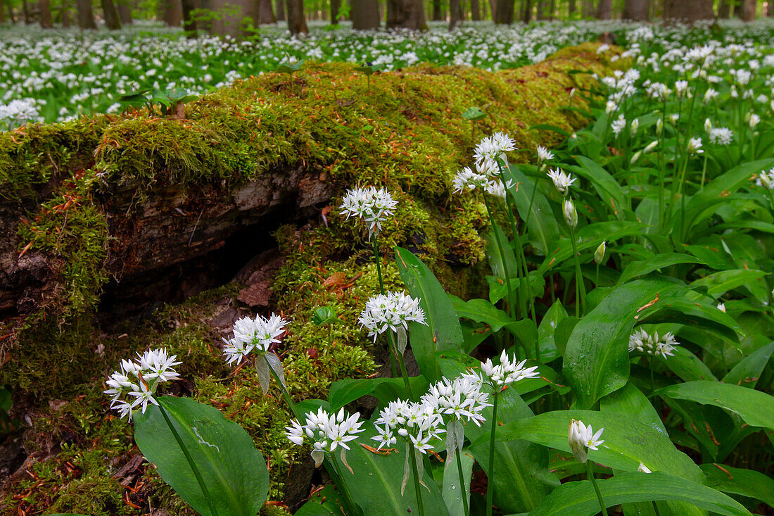 Bärlauch, (Allium ursinum), blühende Pflanzen, Hainich Nationalpark, Thürigen, Deutschland