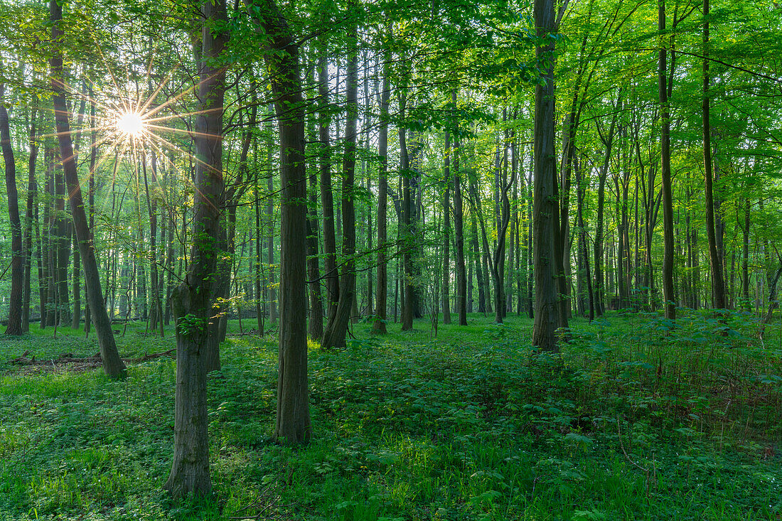  European beech, Fagus sylvatica, beech forest in spring, Schleswig-Holstein, Germany 