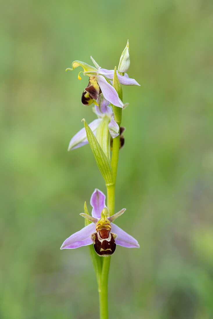 Bienen-Ragwurz (Ophrys apifera), blühend, Thüringen, Deutschland