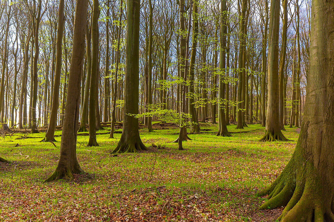 Rotbuche (Fagus sylvatica), Buchenwald im Frühjahr, Schleswig-Holstein, Deutschland