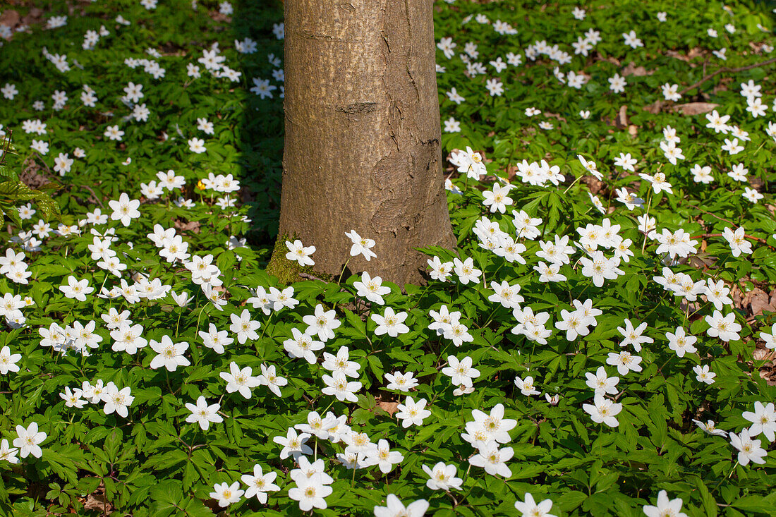  Wood anemone, Anemone nemorosa, blooming, Schleswig-Holstein, Germany 