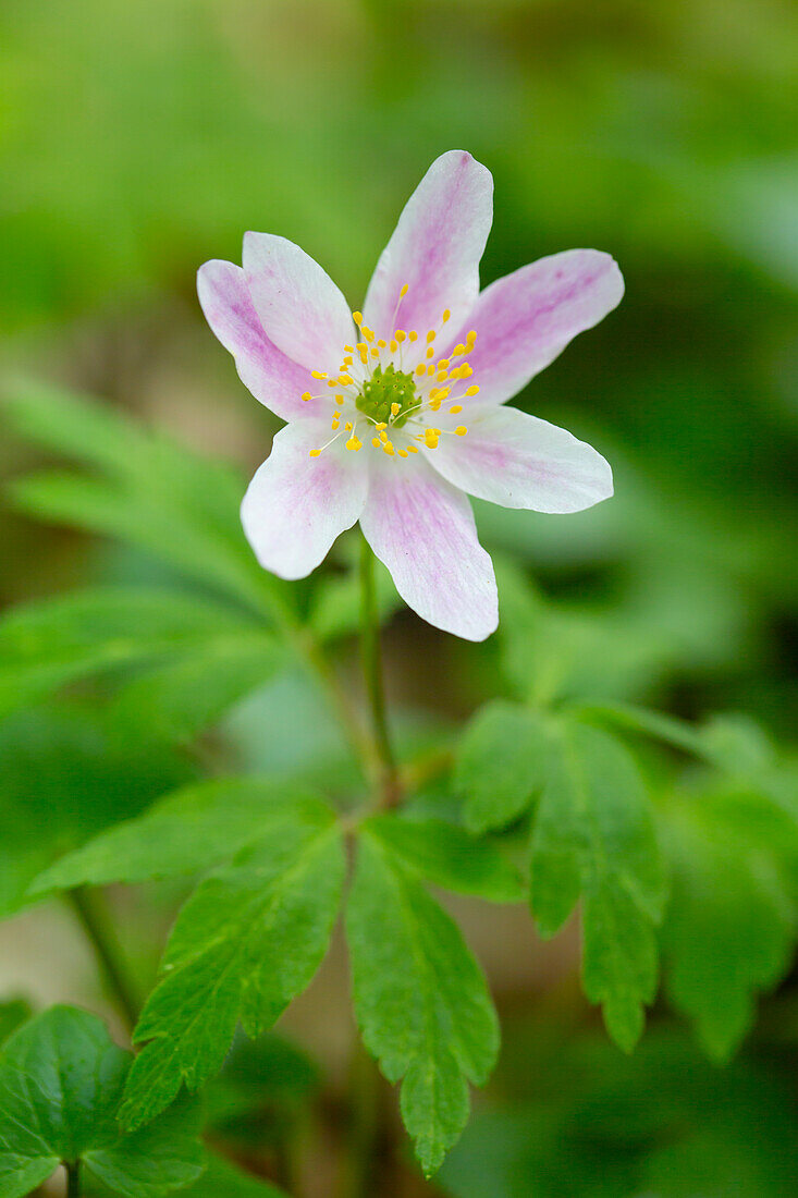  Wood anemone, Anemone nemorosa, purple flower, Schleswig-Holstein, Germany 