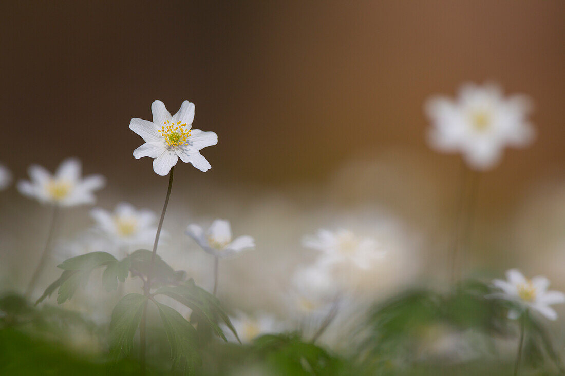  Wood anemone, Anemone nemorosa, blooming, Schleswig-Holstein, Germany 