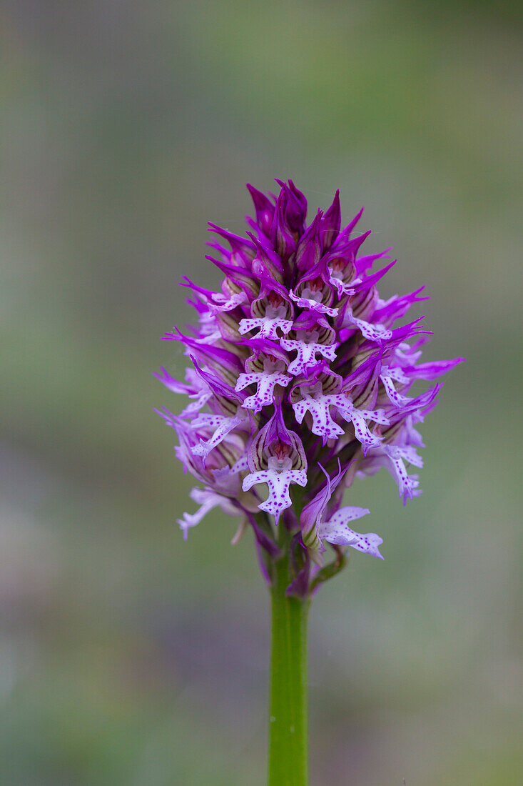  Trident orchid, Orchis tridentata, flowering plant, Thuringia, Germany 