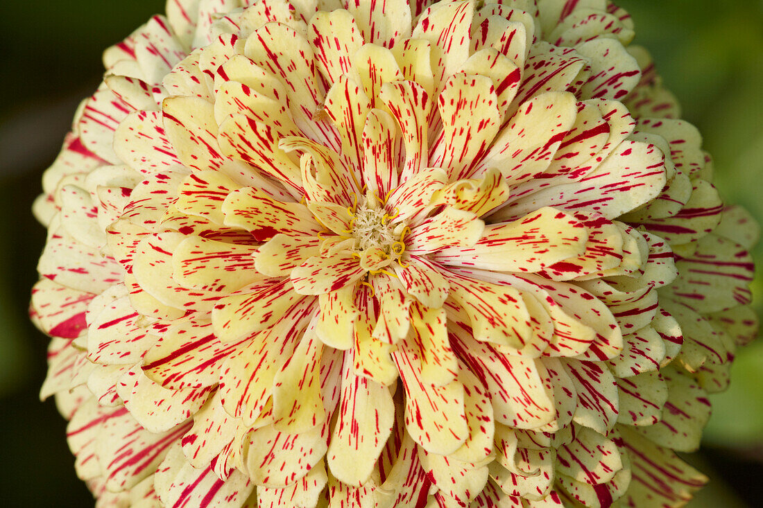  Nahaufnahme einer gelb und rot gestreiften Zinnienblüte (Zinnia elegans, Hybridsorte), die in einem Garten wächst. 