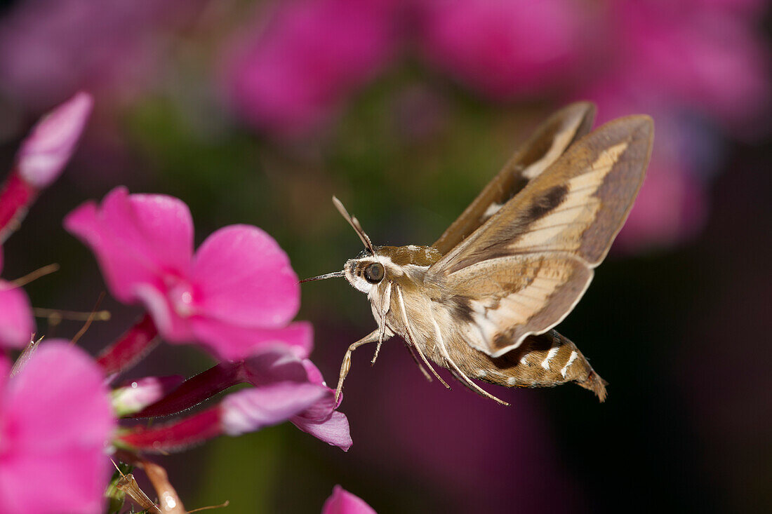 A bedstraw hawkmoth (Hyles galii) sucks nectar from a phlox flower in flight.