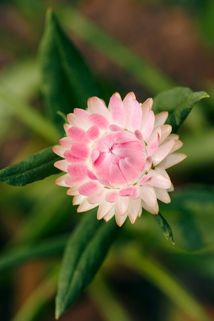  Nahaufnahme einer rosa Strohblume (Helichrysum bracteata oder Helichrysum bracteatum), die in einem Garten wächst. 