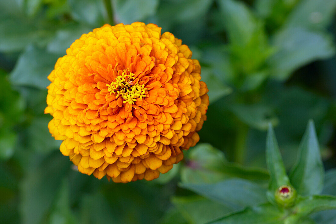  Nahaufnahme einer gelben Zinnienblüte (Zinnia elegans, Hybridsorte), die in einem Garten wächst. 