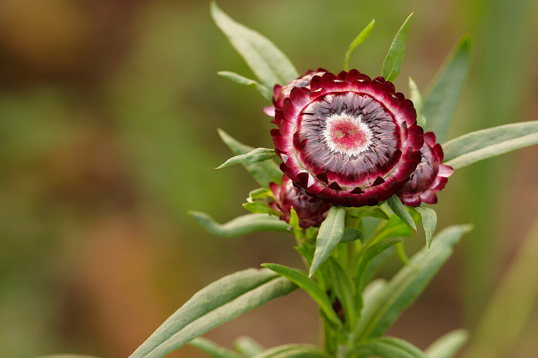 Close up of a red strawflower (Helichrysum bracteata, or Helichrysum bracteatum) growing in a garden.