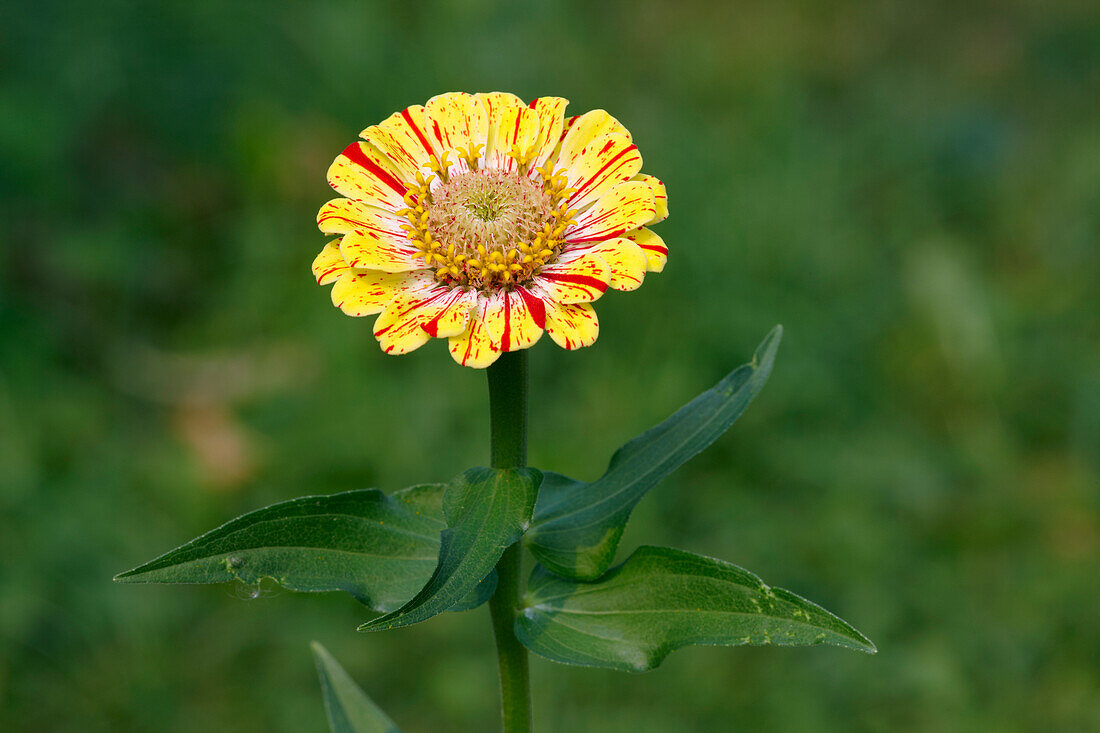  Nahaufnahme einer gelb und rot gestreiften Zinnienblüte (Zinnia elegans, Hybridsorte), die in einem Garten wächst. 