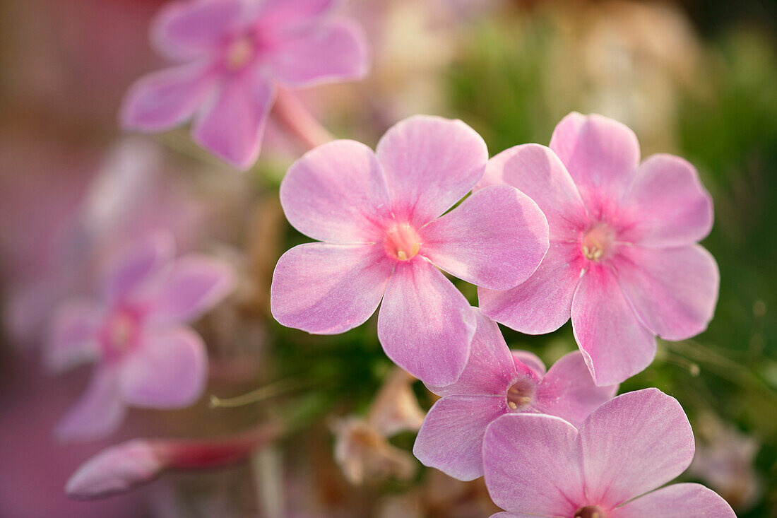 Close up of perennial phlox pink flowers (Phlox paniculata) growing in a garden.