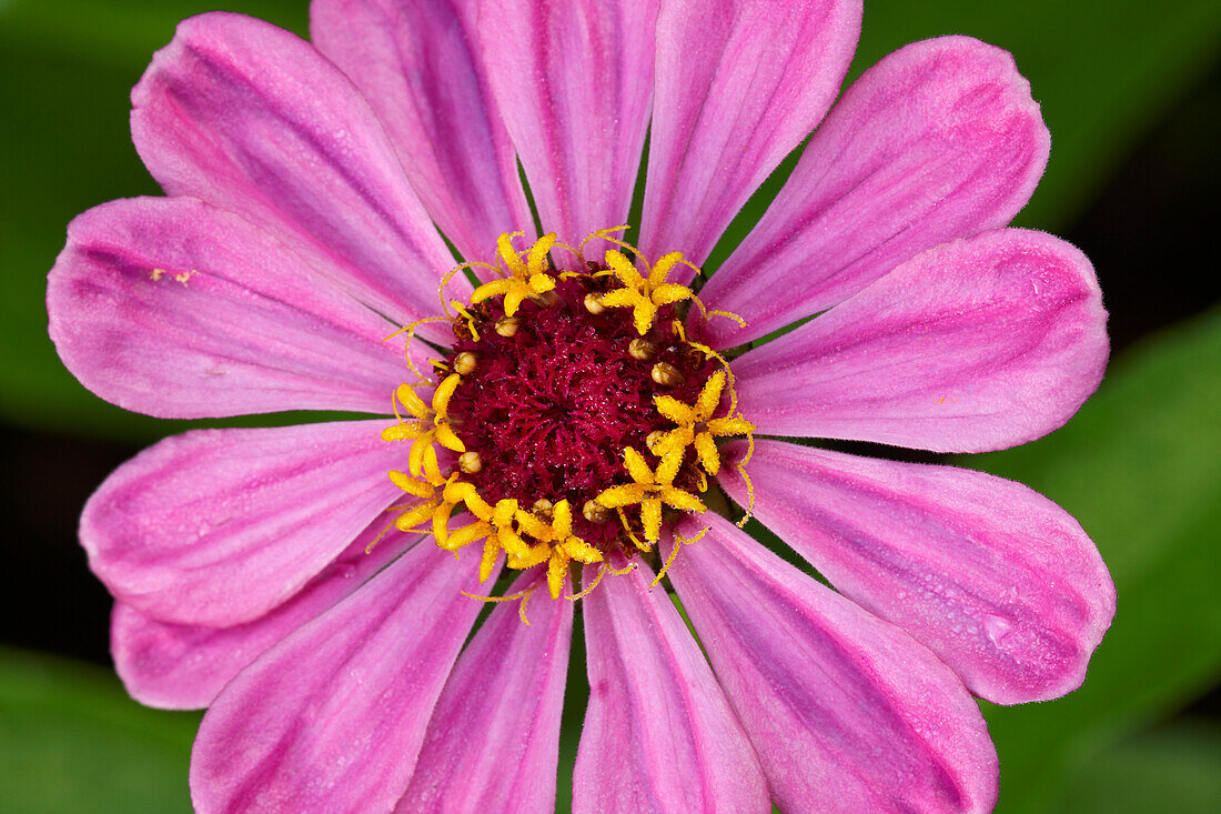  Nahaufnahme einer violetten Zinnie (Zinnia elegans, Hybridsorte), die in einem Garten wächst. 