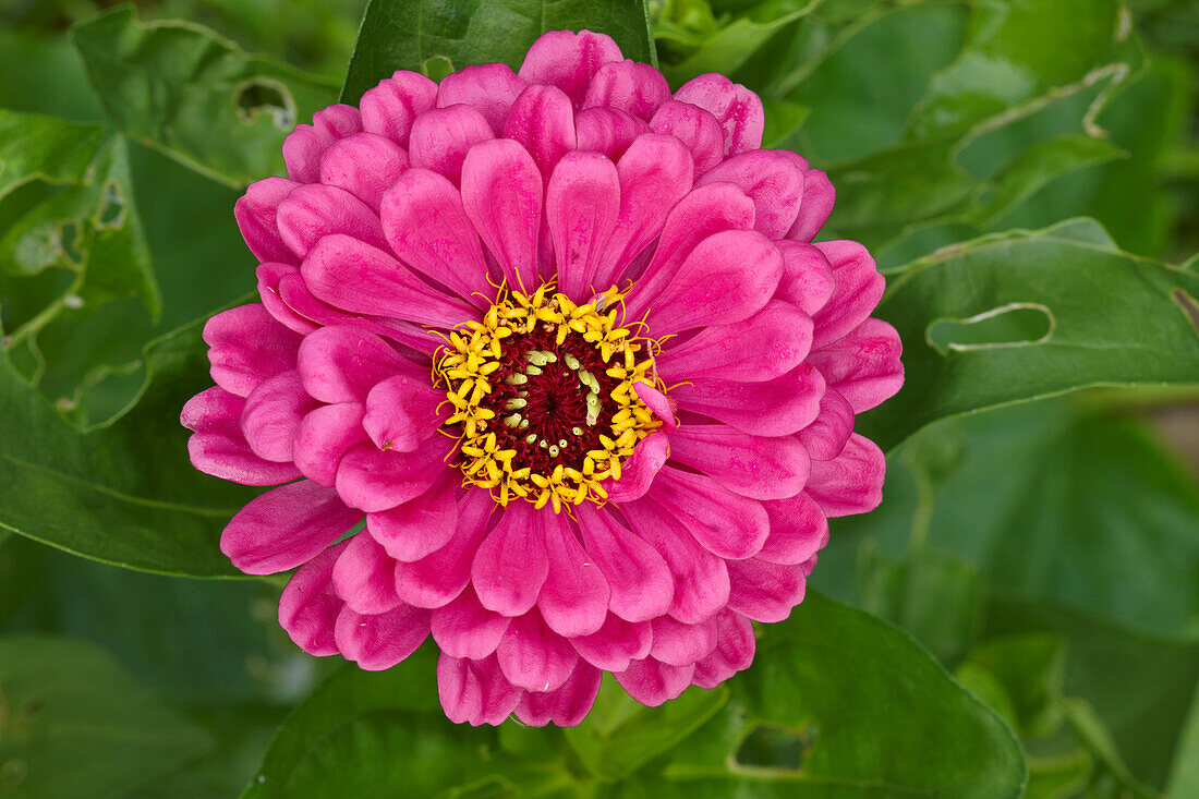  Nahaufnahme einer violetten Zinnie (Zinnia elegans, Hybridsorte), die in einem Garten wächst. 