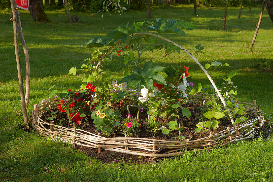 A flowerbed with flowering ornamental plants in allotment garden.