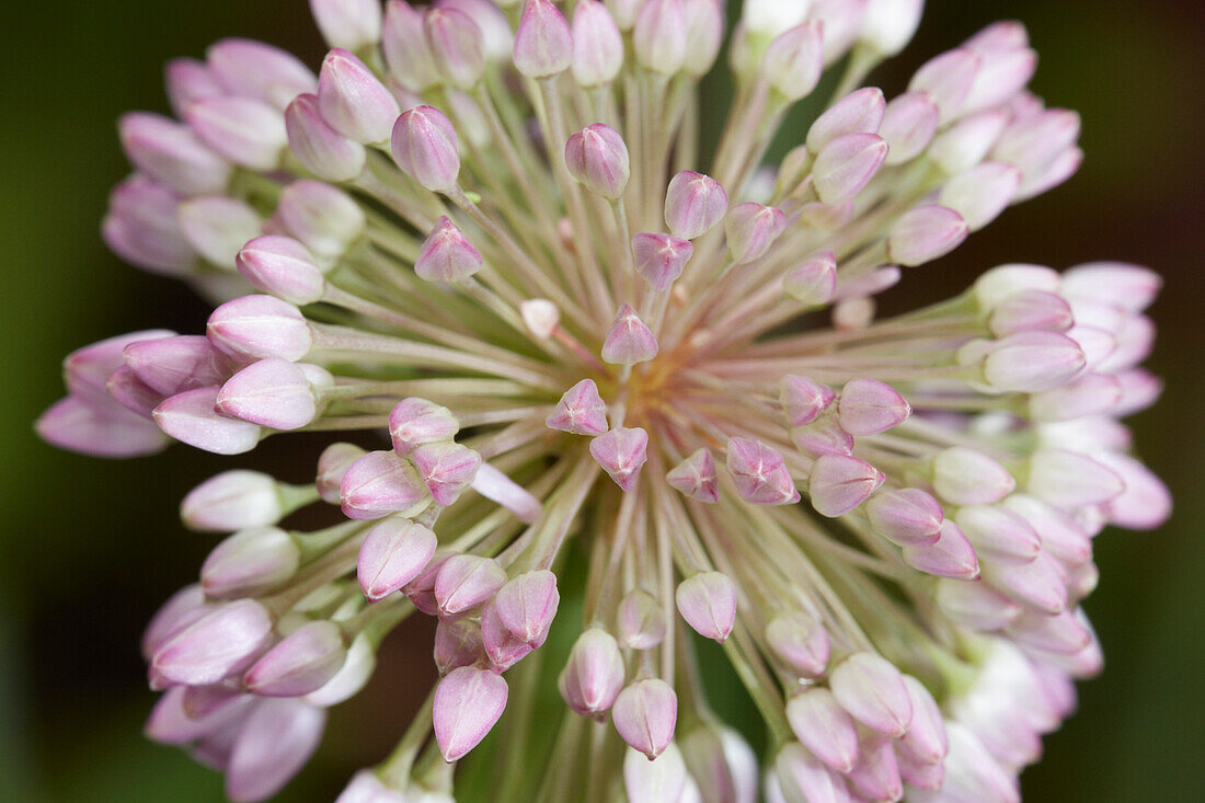 Close up of an ornamental onion (Allium nutans) flower head growing in a garden.