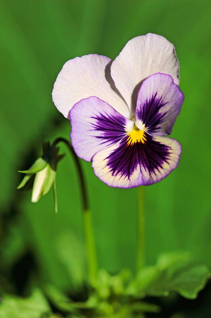  Nahaufnahme einer in einem Garten wachsenden Stiefmütterchenblüte (Viola wittrockiana). 