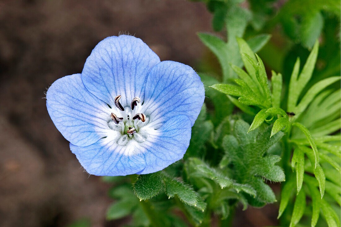  Nahaufnahme einer einzelnen Blüte von Nemophila menziesii, einer einjährigen Pflanze, die gemeinhin als Baby Blue Eyes bekannt ist. 