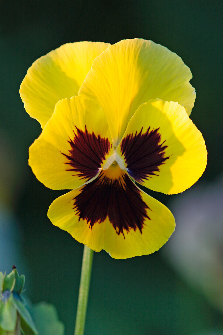  Nahaufnahme einer gelben Garten-Stiefmütterchenblüte (Viola wittrockiana), die in einem Garten wächst. 