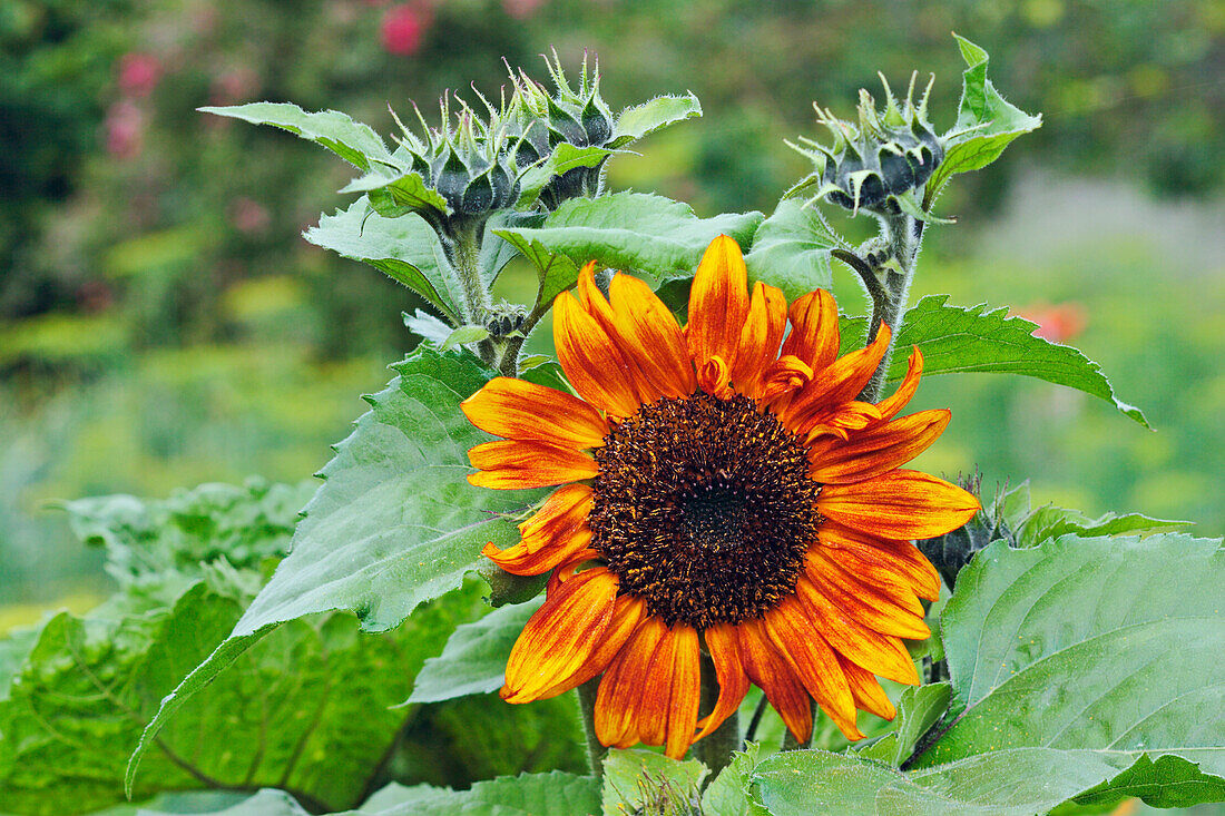 Nahaufnahme einer Sonnenblume (Helianthus annuus) in einem Kleingarten.