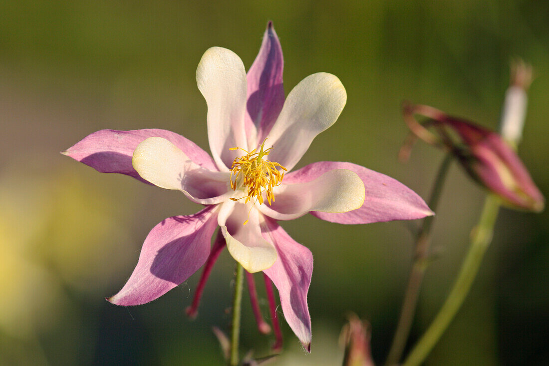  Nahaufnahme einer sonnenbeschienenen Akelei, auch bekannt als Akelei (Aquilegia vulgaris), die in einem Garten wächst. 