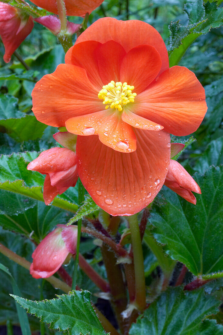 Close up of an orange begonia flower growing in a garden.