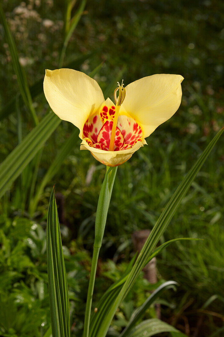  Nahaufnahme einer gelben Tigridia, auch Pfauenblume oder Tigeriris (Tigridia pavonia) genannt, die in einem Garten wächst. 