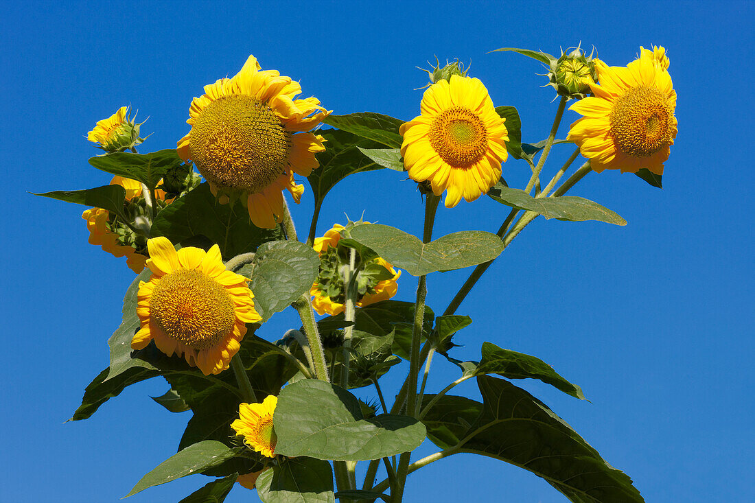  Nahaufnahme der Blütenköpfe der Sonnenblume (Helianthus annuus) vor dem klaren blauen Himmel. 