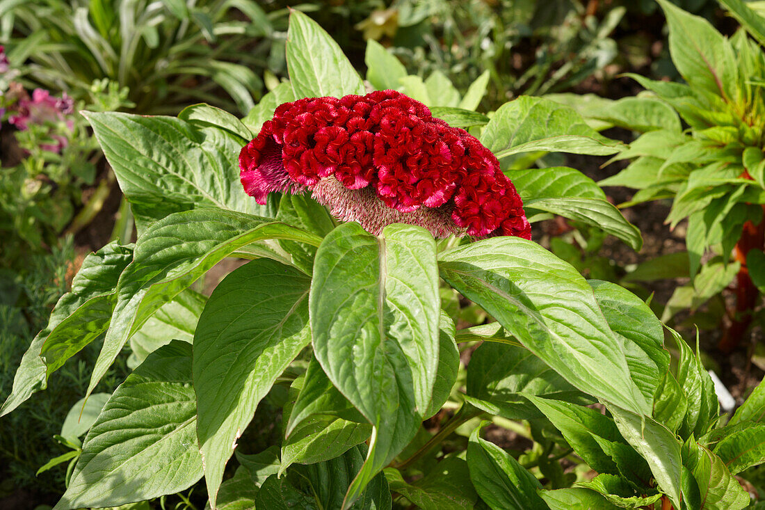 Close up of a Cockscomb flower - cristate or crested variety of the species Celosia argentea. Scientific name: Celosia argentea var. cristata.