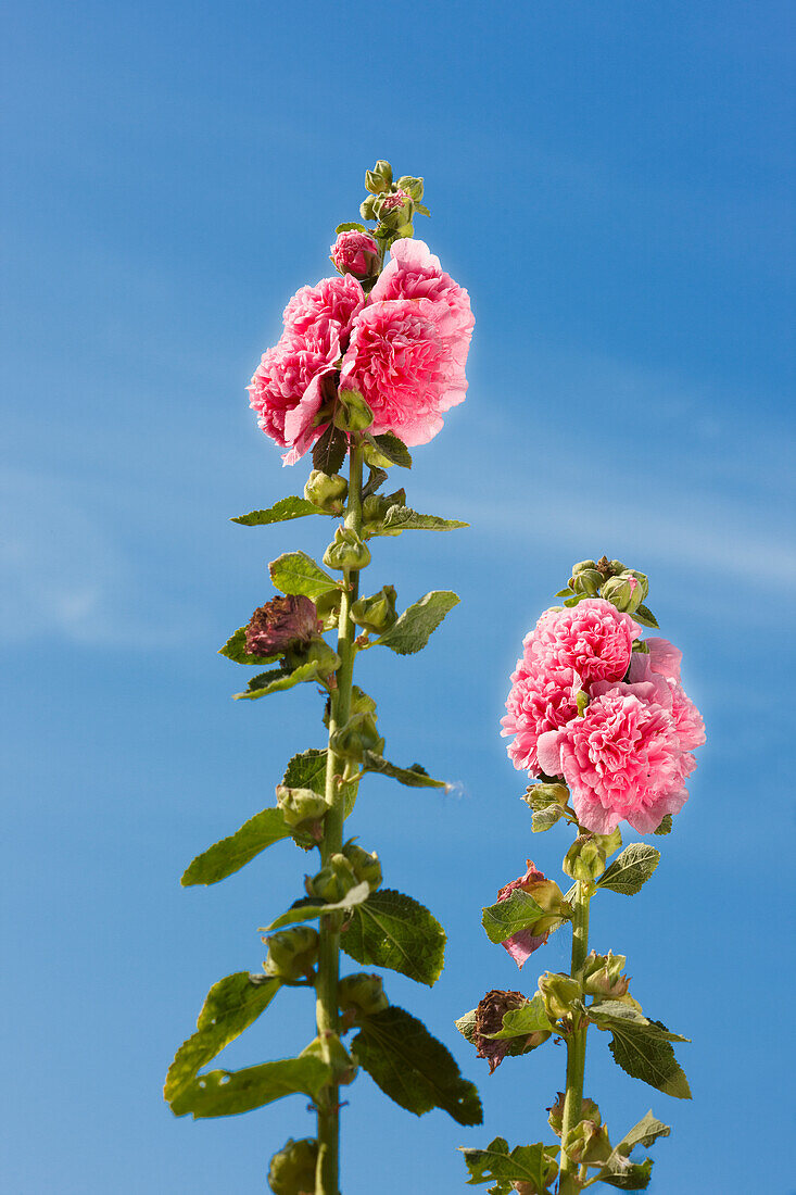  Nahaufnahme einer Stockrose (Alcea rosea oder Althaea rosea), die in einem Kleingarten wächst. 