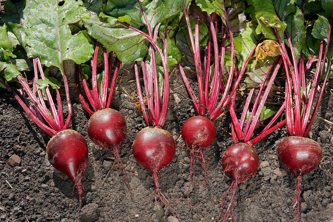 Close up of organically grown beetroots (Beta vulgaris) freshly harvested in allotment garden.