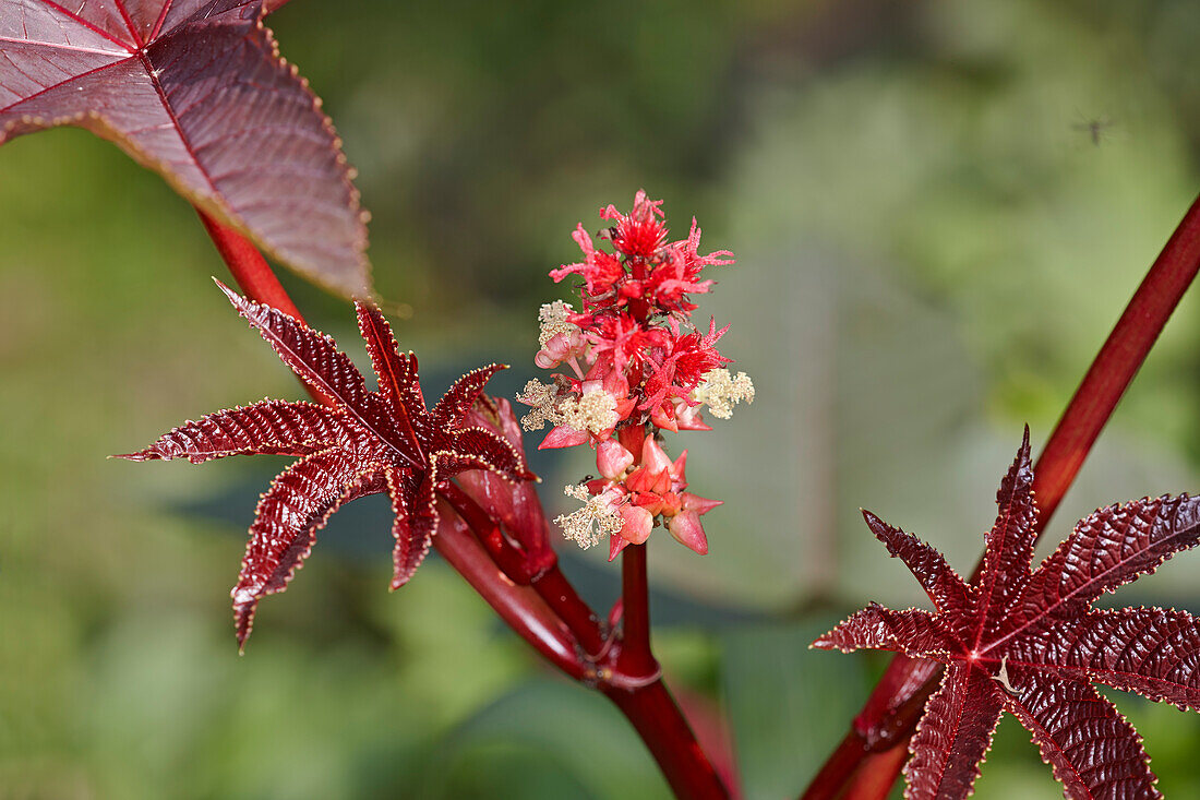  Nahaufnahme einer blühenden Rizinuspflanze (Ricinus communis), die in einem Kleingarten wächst. 