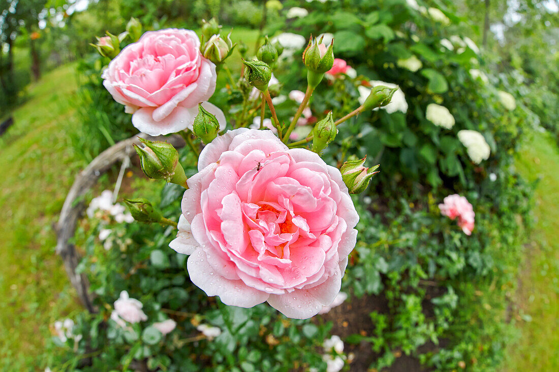 A view from above of a flower bed with pale pink roses in allotment garden.