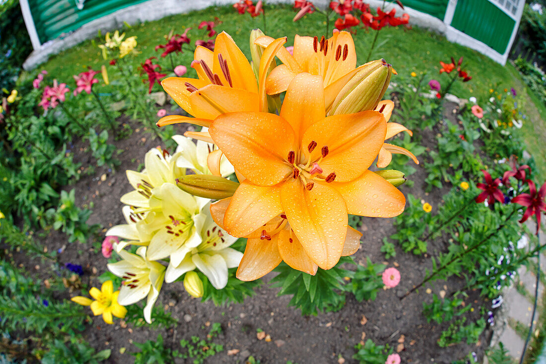 Ein Blick von oben auf ein Blumenbeet mit orangefarbenen Lilien, auch Feuerlilien oder Jimmy's Bane (Lilium bulbirefum) genannt, in einem Kleingarten