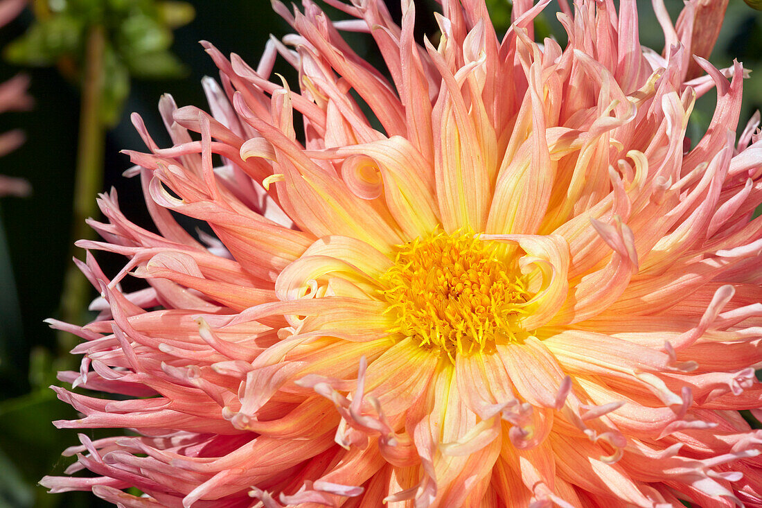 Close up of pink dahlia flower growing in a garden.