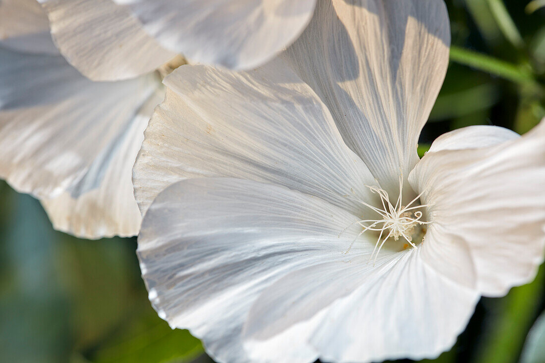 Close up of white Royal Mallow flower (Lavatera trimestris) growing in allotment garden.