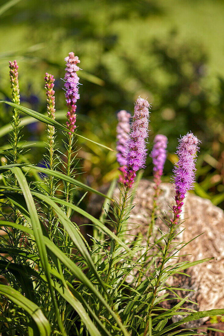  Blühende Ähren von Liatris spicata „Kobold“ (allgemein als Blazing Star bekannt) wachsen in einem Kleingarten. 