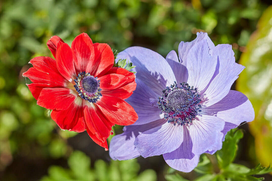 Close up of red and blue poppy anemone flowers (Anemone coronaria) growing in allotment garden.