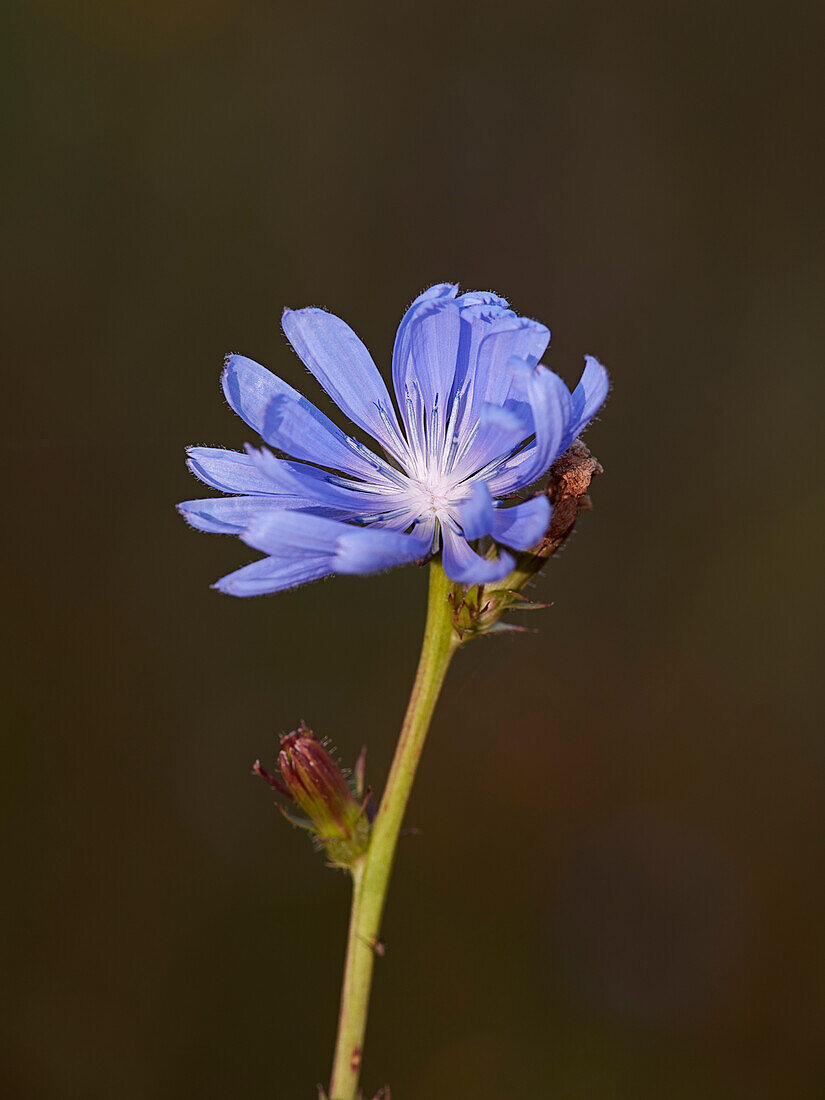  Nahaufnahme einer einzelnen blauen Blüte und eines Stängels der Zichorie (Cichorium intybus). 