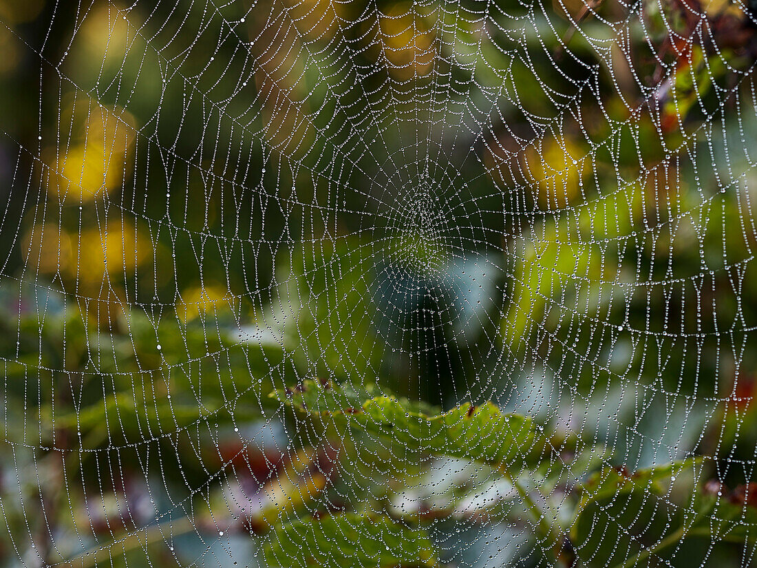 Close up of a large hanging spider web covered in morning dew.