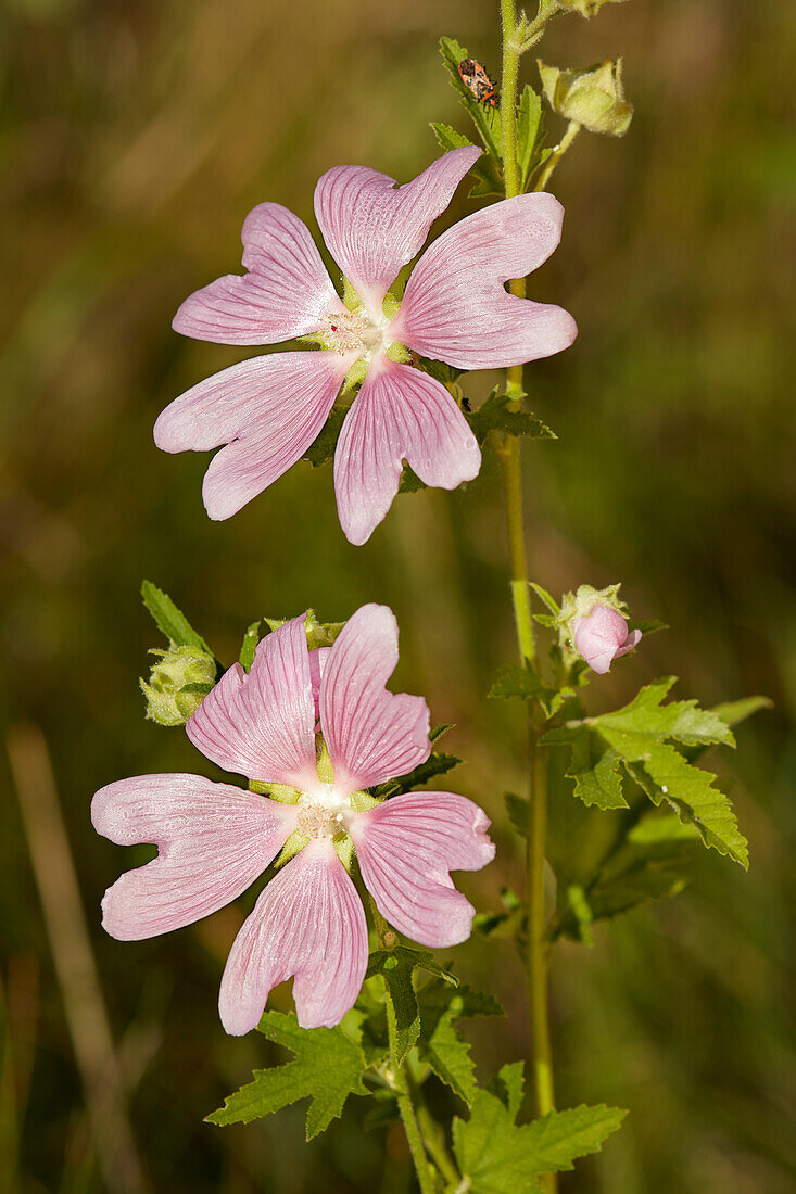  Blüten der Moschusmalve (Malva moschata), einer mehrjährigen krautigen Pflanze. 