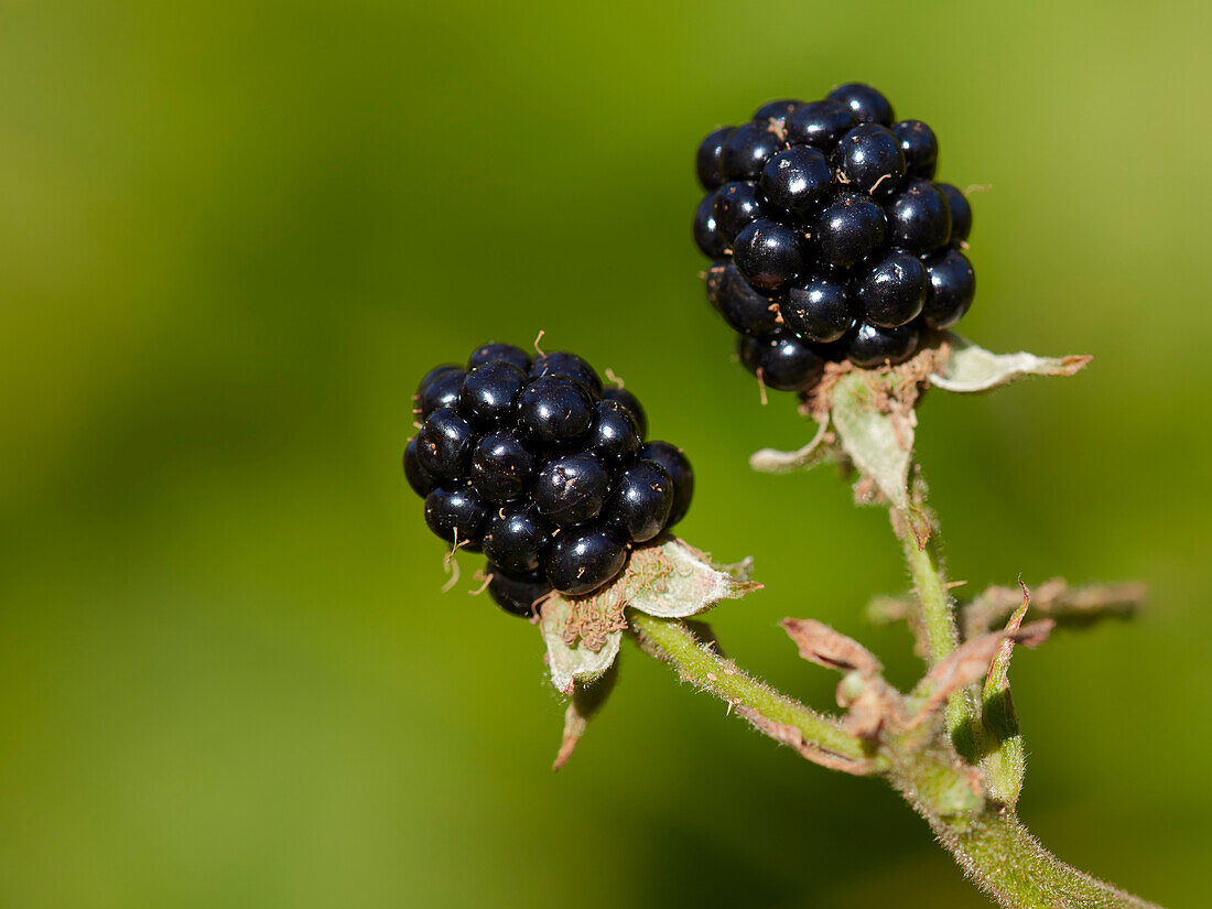  Nahaufnahme von zwei reifen Früchten der europäischen Brombeere (Rubus fruticosus). 