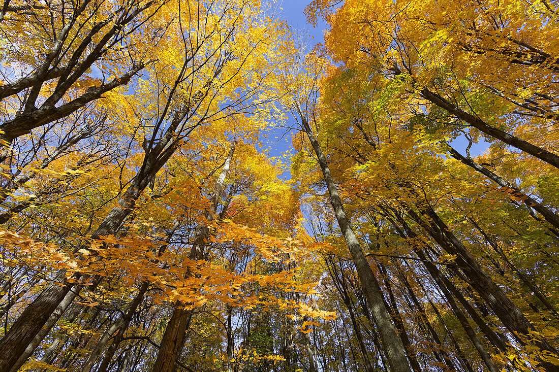  Herbstlicher Wald in der Provinz Quebec, Kanada, Nordamerika 