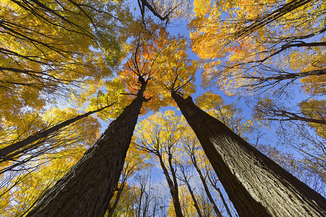  Herbstlicher Wald in der Provinz Quebec, Kanada, Nordamerika 