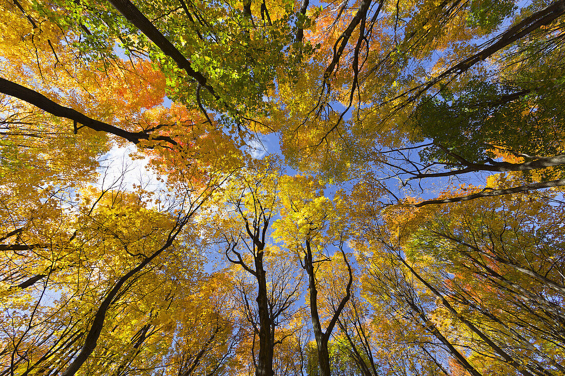 Autumnal forest in the Province of Quebec, Canada, North America